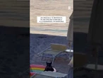 Un cinghiale si rinfresca in una piscina gonfiabile su una spiaggia in Sardegna