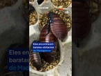 Austrália apreende 100 mil baratas exóticas