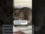 80 cats rescued from Pennsylvania home