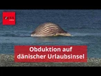 Toter Buckelwal wird auf dänischer Urlaubsinsel obduziert