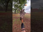 Nem só de listras vive a zebra! Animal impressiona web por inteligência e paciência