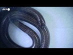 Barbados, riscoperto il serpente piu' piccolo del mondo