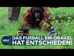 DORTMUND: Wer gewinnt heute beim EM-Auftakt? So hat Orang-Utan-Orakel Walter hat getippt!