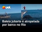 Baleia jubarte é atropelada por barco em Arraial do Cabo, no Rio de Janeiro; veja vídeo