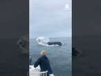 Whale slams into boat off New Hampshire coast