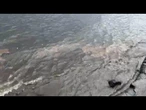 Forti piogge a NAPOLI, chiazza sul lungomare per lo scarico in mare delle fogne
