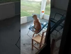 Cachorro descobre cadeira de balanço e não quer saber de outra vida