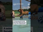 A swimming pool outside Barcelona helps keep pups cool in the sweltering heat