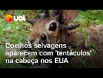 Coelhos com ‘tentáculos’ assustam moradores nos EUA: O que a ciência diz?; entenda