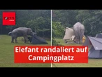 Elefant randaliert auf Campingplatz und jagt Zeltbewohnern Riesen-Schreck ein