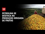 Conexão Agro: Petrolina se destaca na produção irrigada de frutas | CNN PRIME TIME