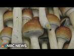 Massachusetts weighs legalizing magic mushrooms for mental health