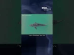 New drone video shows a great white shark spotted off Long Island
