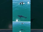 Shark stalks paddleboarders off coast of California