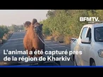 Guerre en Ukraine: un chameau, utilisé par les Russes, capturé par les forces ukrainiennes