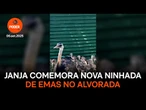 Janja comemora nova ninhada de emas no Alvorada