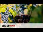 How is Scandinavia growing its wine industry? | BBC News