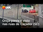 Onça-parda é vista circulando pelas ruas de Caçador (SC); veja vídeo
