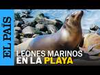 MEDIO AMBIENTE | Varios leones marinos ahuyentan a bañistas en California | EL PAÍS