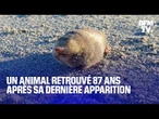 Disparue depuis 87 ans, la "taupe dorée" retrouvée par des scientifiques en Afrique du Sud
