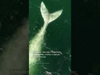 Impressionante! Drone flagra filhote de baleia com coloração rara