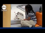 Florida boy reads to shelter dogs waiting for forever home