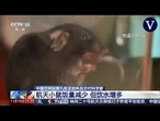 China recupera cuatro ratones enviados al espacio tras un experimento biológico