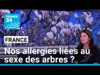Derrière l'images : nos allergies liées au sexe des arbres ? • FRANCE 24