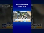 Black bear and cub hijack car in Connecticut #shorts