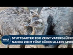 NANDU-NACHWUCHS IN STUTTGART: Fünf Küken geschlüpft! – Vogel-Vater übernimmt allein die Aufzucht!