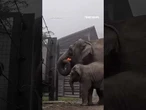 SPOOKY SEASON: Baby elephant’s pumpkin party gets cut short #shorts #cute #animal #usa #oregon