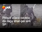 Pitbull ataca cadela da raça shar-pei em Perdizes, em São Paulo; veja o vídeo