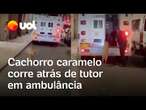 Cachorro caramelo corre atrás de ambulância em que o tutor estava na Colômbia; veja vídeo