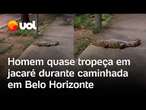 Homem quase tropeça em jacaré durante caminhada em Belo Horizonte; 'Quase que piso no bichão'; vídeo