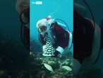 Father Christmas spotted scuba diving in Florida