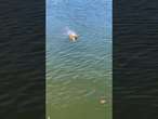 A very Aussie dolphin brings a beer over to woman