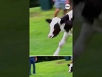 Father and daughter take road trip to save two calves