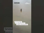 Hundreds of snakes escape breeding farms during China flooding