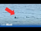 Moment sharks are spotted at beach in Menorca sparking closure