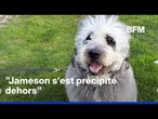 Los Angeles: la police abat le chien d'une femme célébrant la victoire des Knicks
