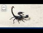 Scorpion stings woman at Boston baggage claim after flight from Mexico