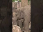 Zoo animal welfare changes