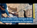 El Seprona rescata tres tortugas mediterráneas y una mora en La Selva del Camp, Tarragona