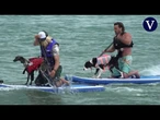 Entrañables imágenes del campeonato de surf canino en el Reino Unido