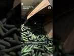 700 pounds of meth found stashed in cucumber boxes