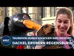 DACKEL EROBERN REGENSBURG: Tausende Hunde knacken Weltrekord! - Parade soll Zeichen setzen!