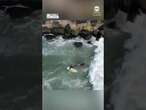 Surfers rush to rescue fishermen knocked off jetty