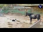 Animalistas denuncian su preocupación por la salud de un caballo descuidado en Sant Cugat del Vallès