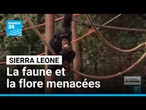 Sierra Leone : la déforestation menace la faune et la flore • FRANCE 24