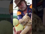 Filhote híbrido de tigre e leão nasce em zoológico na Romênia